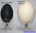 Caja de 6 Huevos de Avestruz para Incubación